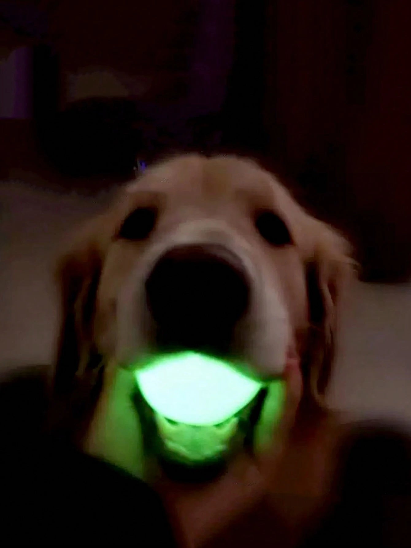 Jumping Dog Toy Balls – Bite‑Resistant Training & Grinding Balls (Glow Effect at Night)
