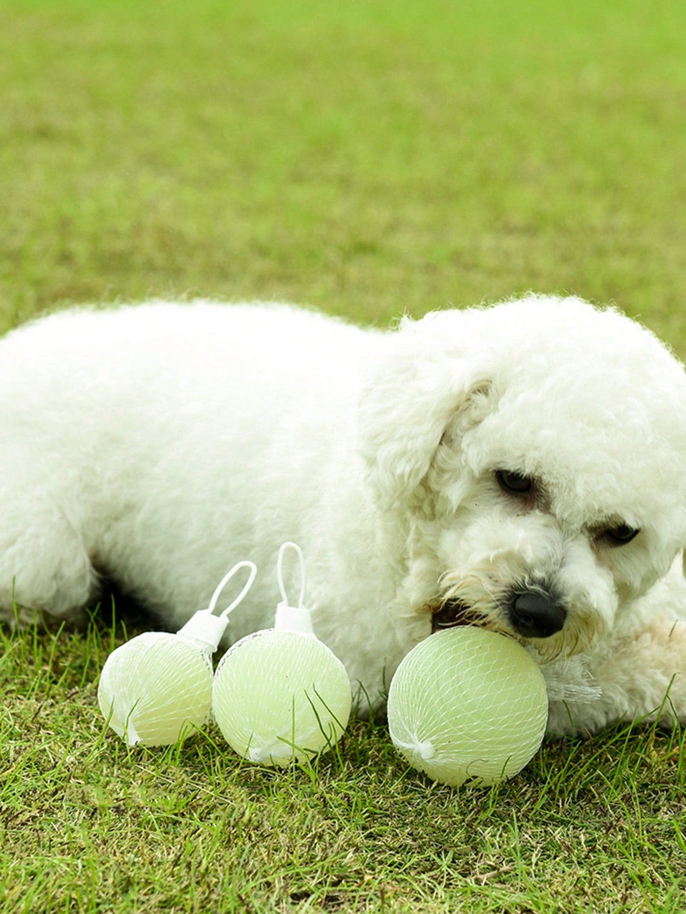 Jumping Dog Toy Balls – Bite‑Resistant Training & Grinding Balls (Glow Effect at Night)