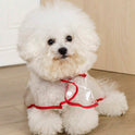 Transparent Waterproof Pet Raincoat – Pink Trim Outdoor Jacket for Cats & Dogs