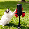 Interactive Cat Punching Bag Toy with Hanging Boxing Gloves | Fun Exercise Toy for Indoor Cats