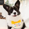 Dog & Cat Birthday Hat & Bandana Set | Happy Birthday Pet Party Outfit