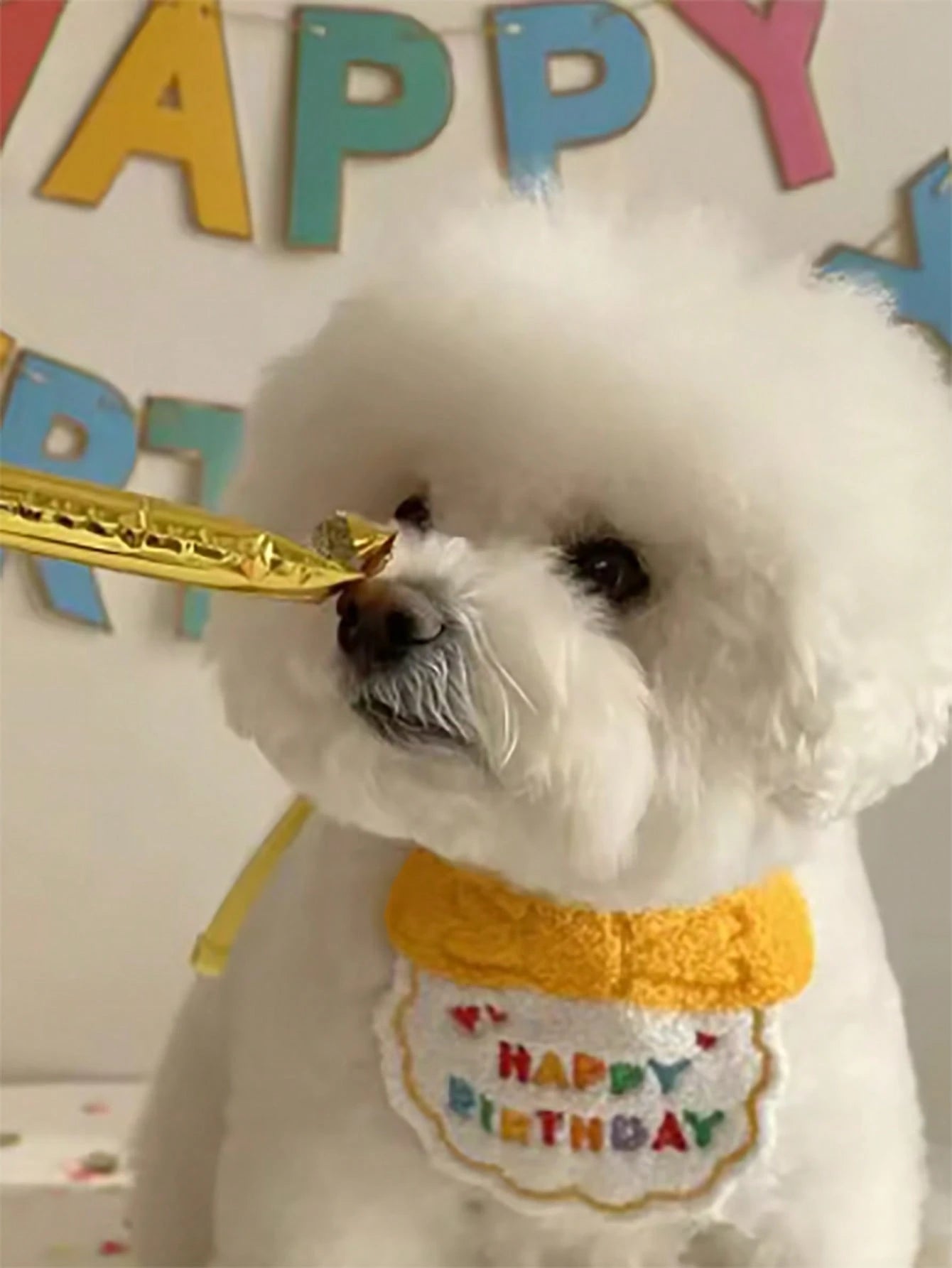 Dog & Cat Birthday Hat & Bandana Set | Happy Birthday Pet Party Outfit