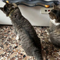 Interactive Cat Toy with Ball | Automatic Cat Toy for Indoor Cats