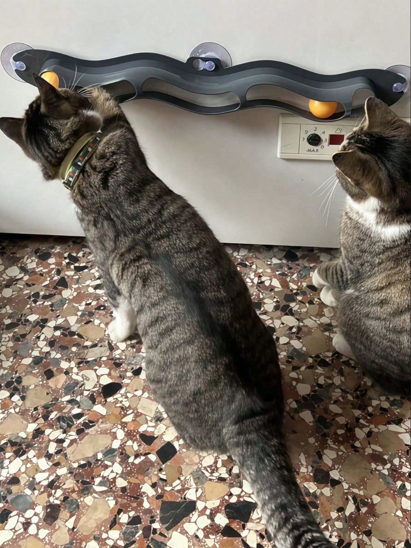 Interactive Cat Toy with Ball | Automatic Cat Toy for Indoor Cats