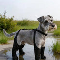 Adjustable Waterproof Dog Boots | Non-Slip Paw Protectors for Pets