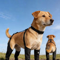 Adjustable Waterproof Dog Boots | Non-Slip Paw Protectors for Pets