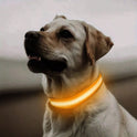 LED Adjustable Pet Collar for Cats & Dogs | Glow Safety Collar