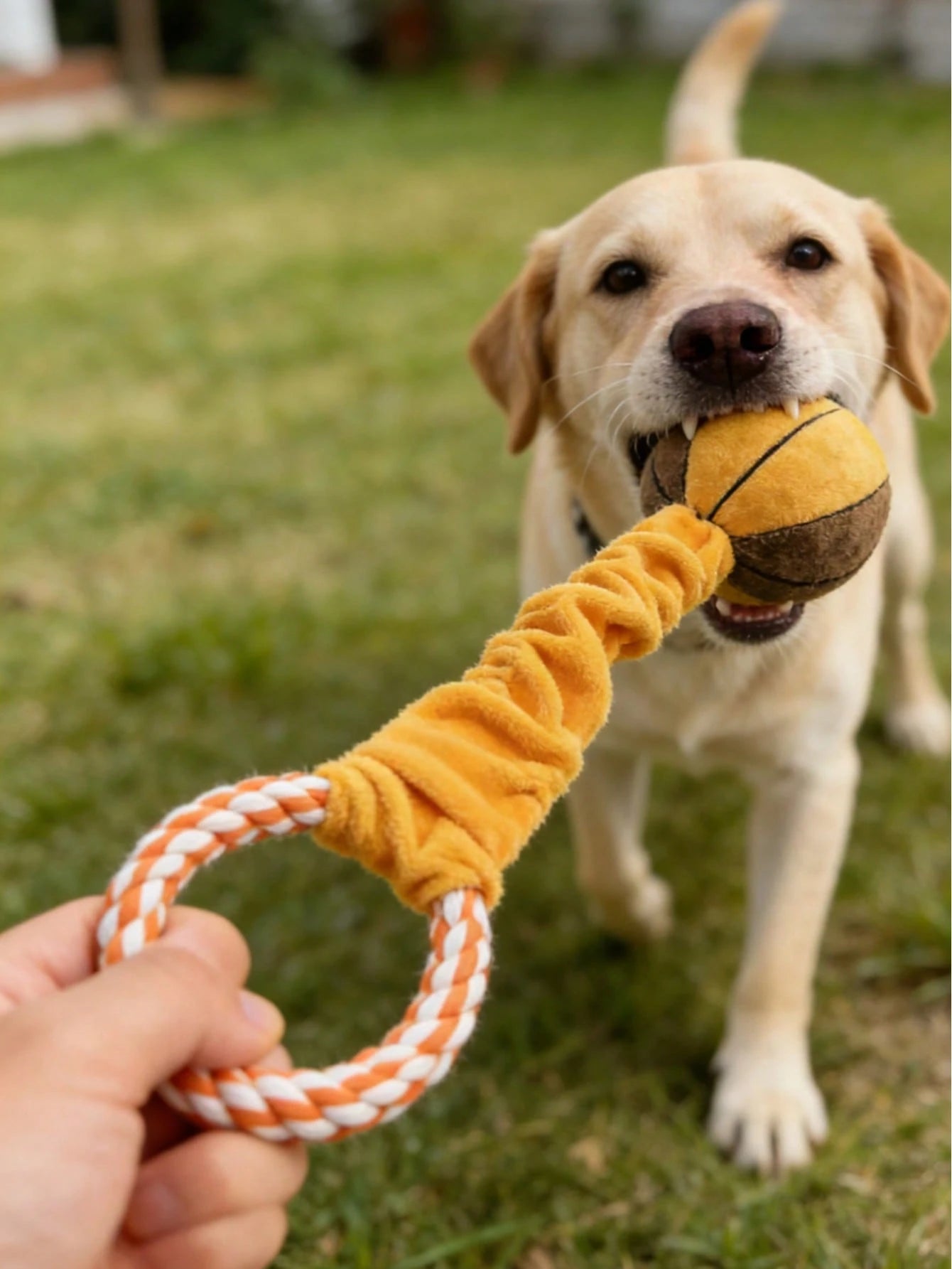 Interactive Squeaky Sports Ball Dog Toy | Football, Basketball & Rugby Plush Toy