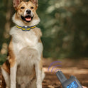 800m Waterproof Dog Training Collar | Remote Vibration & Sound