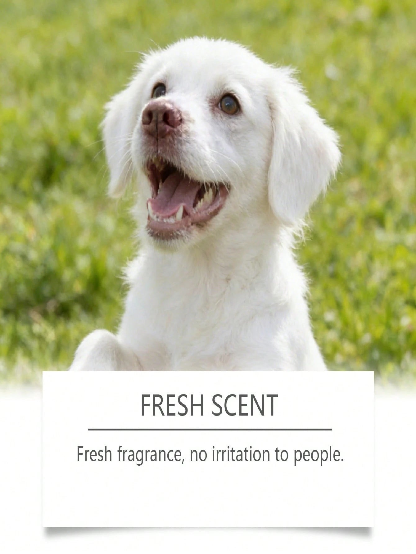 Dog Potty Training Spray | Housebreaking Aid for Dogs & Puppies