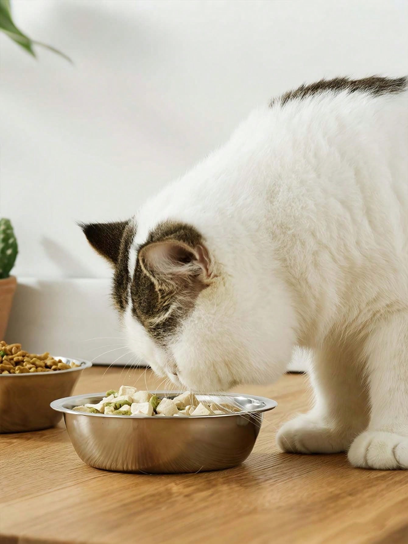 Tilted Stainless Steel Pet Bowl with Stand | Anti-Spill Cat & Dog Feeder