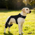 Adjustable Dog Knee Braces – Dual-Leg Support for Dogs