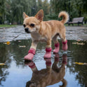 Dog Rain Boots – Waterproof Non-Slip Paw Protection Shoes | 2 Pairs