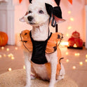 Halloween Bat Dog Costume – Orange Tulle Dress with Bow