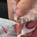 Professional Pet Nail Clippers with Safety Guard | Precision Trimmer