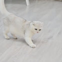 ROJECO Smart Laser Cat Toy