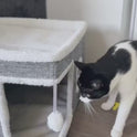 Luxury Cat Bed House | Foldable 2-Layer Sisal Cat Mansion