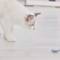Automatic Flapping Interactive Cat Toy | Battery-Powered Motion Toy for Cats