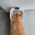 3.2L Wireless Cat Water Fountain with Motion Sensor & Rechargeable Battery