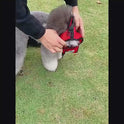 Breathable No-Pull Pet Harness | Adjustable Dog & Cat Vest