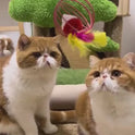 8PCS Cat Feather Ball Toy Set | Interactive Chase Toys for Indoor Cats