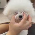 200pcs Pet Eye Cleaning Wipes | Tear Stain Remover for Pets