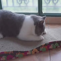 Extra Large Cardboard Cat Scratching Bed | Durable Cat Scratcher & Lounge for Indoor Cats