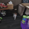 Interactive Cat Toy Launcher with Foam Discs | Battery-Free Indoor Cat Toy