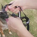 Soft Plastic Dog Muzzle – Anti‑Bite Pet Mask for Safe Outdoor Use