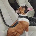 2-in-1 Retractable Dog Leash with Adjustable Safety Collar
